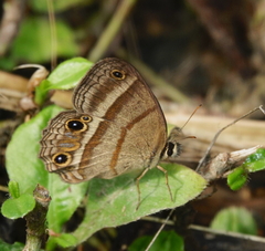Cissia proba