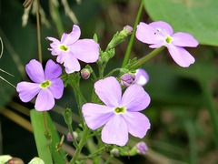 Jamesbrittenia grandiflora