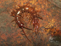 Lithobiidae