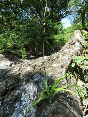 Echeandia breedlovei