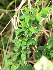 Jamesbrittenia grandiflora
