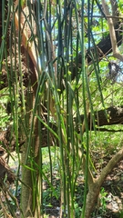 Rhipsalis baccifera