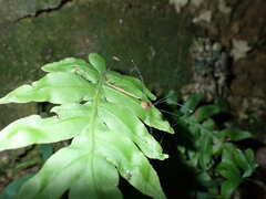 Pseudogagrella splendens