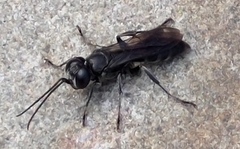 Crabroninae