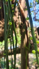 Rhipsalis baccifera