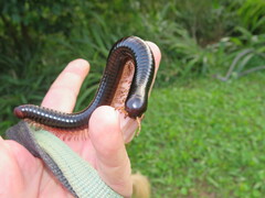 Doratogonus infragilis
