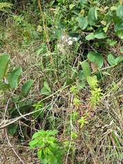 Jamesbrittenia grandiflora