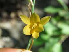 Echeandia breedlovei