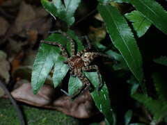 Heteropoda amphora