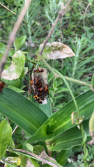 Oncopeltus famelicus