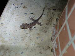 Gekko chinensis