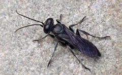 Crabroninae