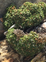 Oldenburgia paradoxa