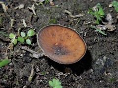 Ciborinia camelliae