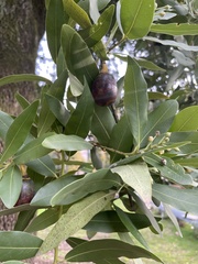 Laurus nobilis