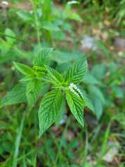 Heliotropium angiospermum