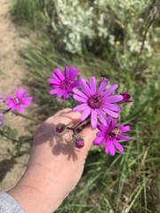 Senecio macrocephalus