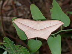 Timandra convectaria