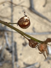 Trachyandra divaricata