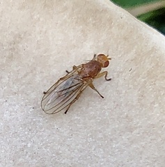 Dryomyzidae
