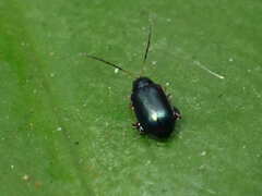 Phyllotreta striolata