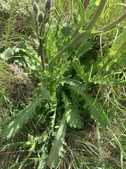 Senecio macrocephalus