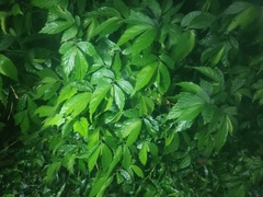 Elatostema lineolatum
