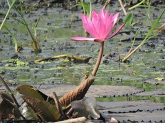 Nymphaea pubescens