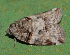 Garella