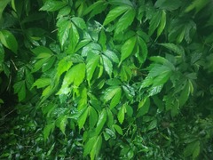 Elatostema lineolatum