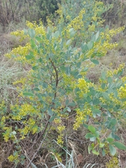 Searsia pyroides