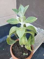 Kalanchoe