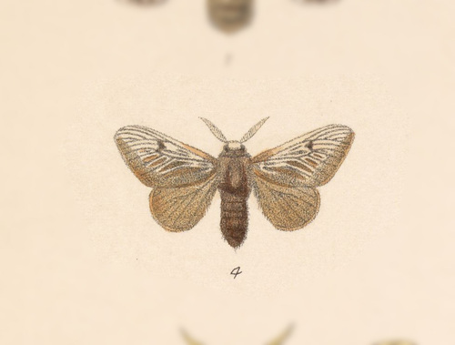 Podalia tympania