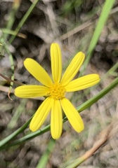 Senecio littoreus