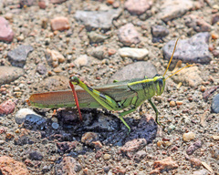 Schistocerca albolineata
