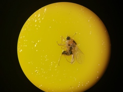 Elaphropeza ephippiata