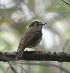 Muscicapa muttui