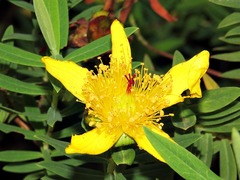 Hypericum revolutum
