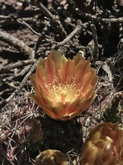 Eriosyce curvispina