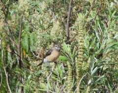 Saxicola torquatus