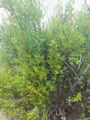 Osyris lanceolata