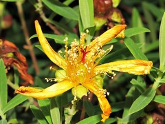 Hypericum revolutum