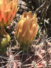 Eriosyce curvispina