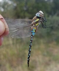 Aeshna mixta