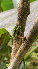 Umbonia crassicornis