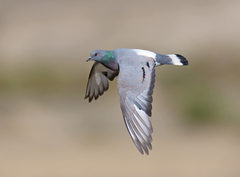 Columba rupestris