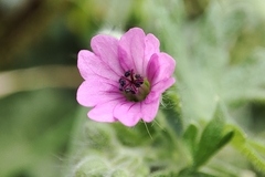 Geranium molle