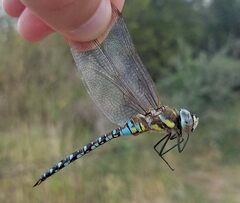 Aeshna mixta