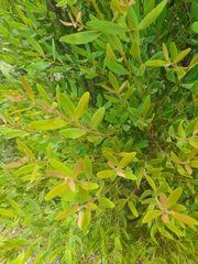 Osyris lanceolata