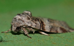 Garella
